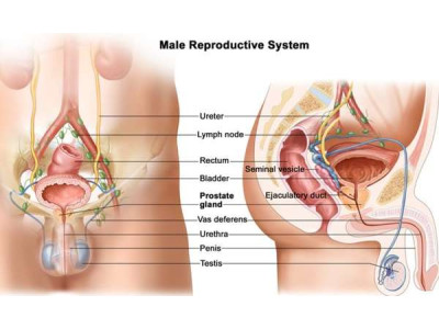 Прыщи на половом члене: 13 причин и способы лечения