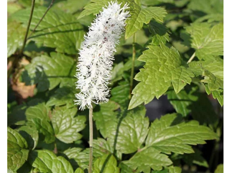 Клопогон кистевидный или цимицифуга : описание, свойства и применение