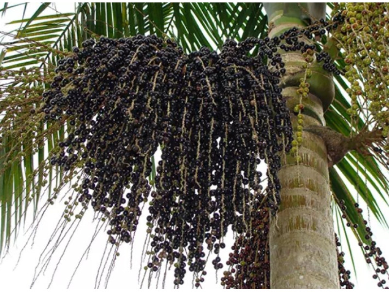 Асаи: Свойства, Преимущества и Использование Суперфрукта из Амазонии