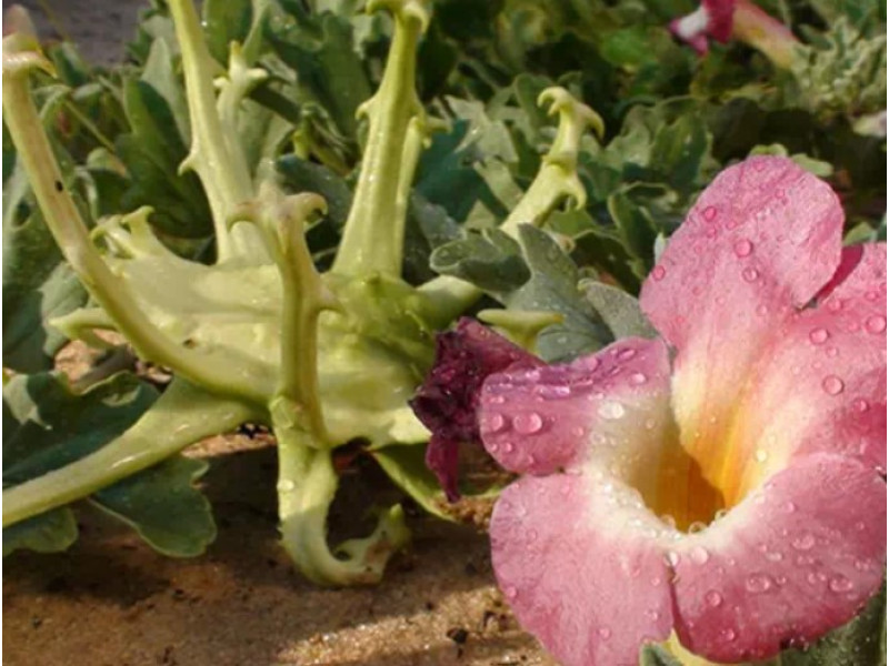 Лечебные свойства Уна де Гато (Кошачий коготь): естественная помощь при ревматизме и боли в суставах.