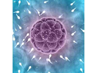 Оплодотворение: понимание этапов ранней беременности
