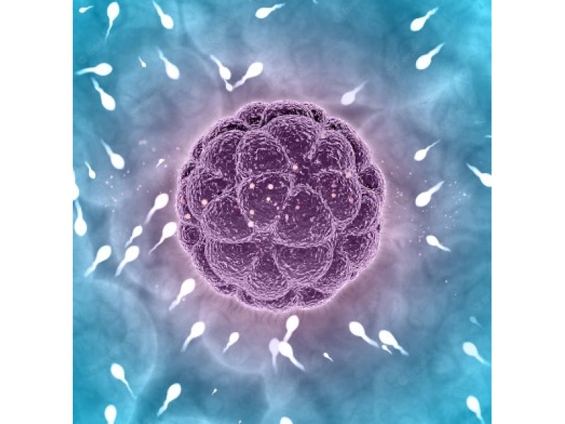 Оплодотворение: понимание этапов ранней беременности