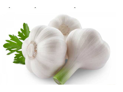 Чеснок – лечебные свойства, показания и противопоказания