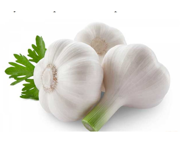 Чеснок – лечебные свойства, показания и противопоказания