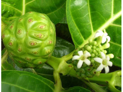 Нони (Morinda citrifolia): Лечебные свойства плода и его польза для организма