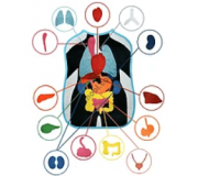 Здоров'я  організму 