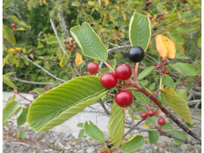 Каскара: Лечебные Свойства и Применение