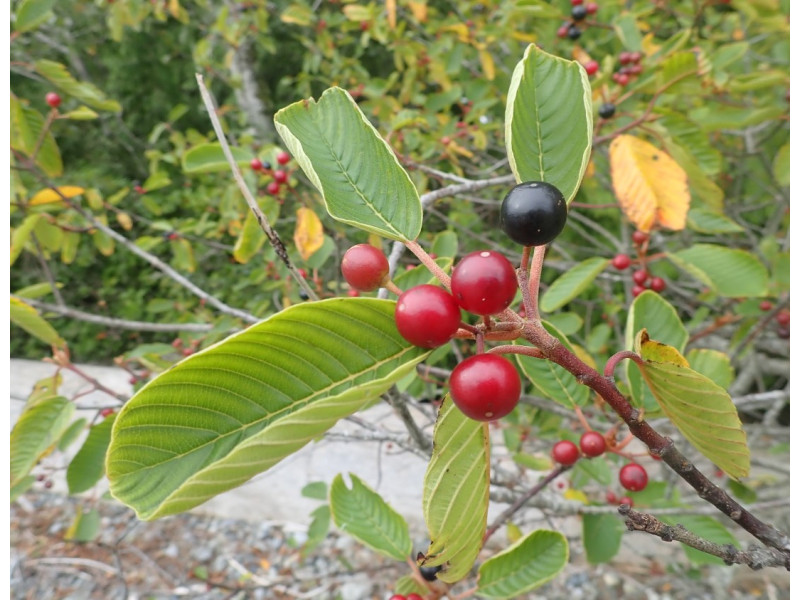 Каскара: Лечебные Свойства и Применение