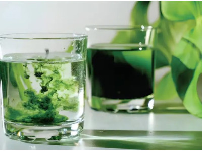 ХЛОРОФИЛЛ: ВСЕ, ЧТО ВЫ НЕ ЗНАЕТЕ О «ЖИДКОМ СОЛНЦЕ»