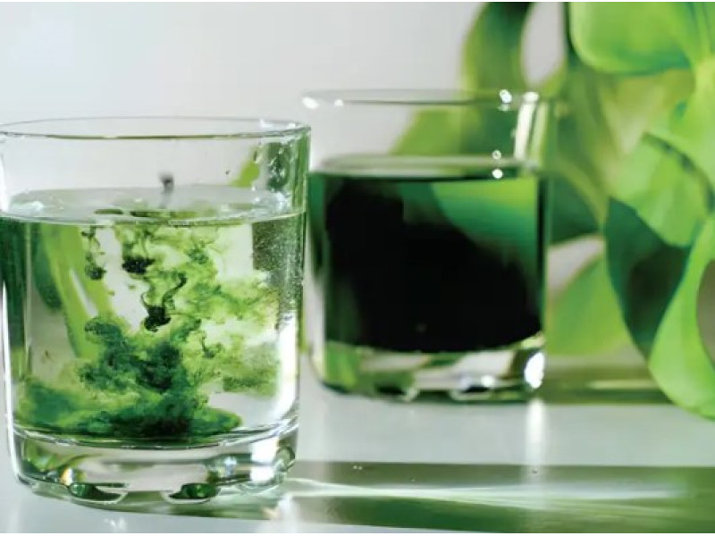 ХЛОРОФИЛЛ: ВСЕ, ЧТО ВЫ НЕ ЗНАЕТЕ О «ЖИДКОМ СОЛНЦЕ»