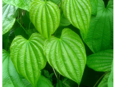 Дикий ямс, Вайлд Ям (диоскорея) - лечебные свойства, показания и противопоказания