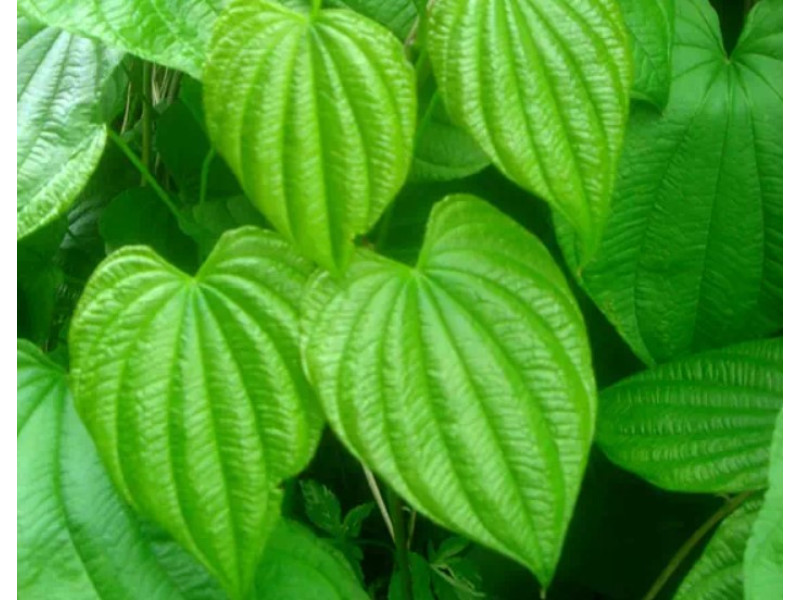 Дикий ямс, Вайлд Ям (диоскорея) - лечебные свойства, показания и противопоказания