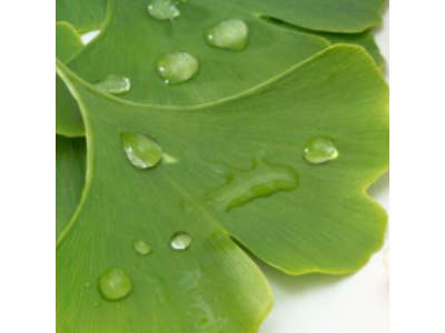 Преимущества гинкго билоба: здоровье мозга, функция почек и многое другое