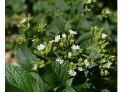 Стевия предотвращает разрушение зубов