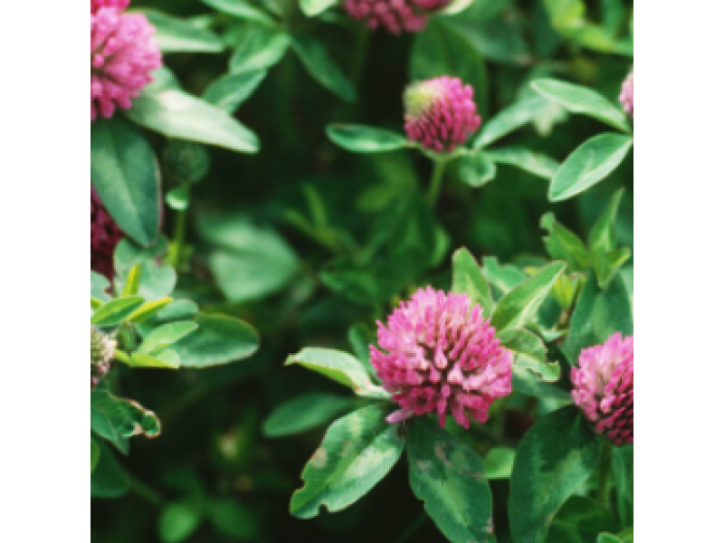 Польза красного клевера для менопаузы, здоровья костей и многого другого