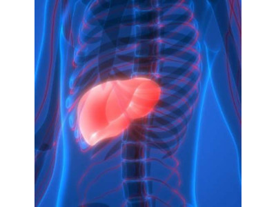  Основные заболевания печени: признаки, симптомы, лечение и профилактика