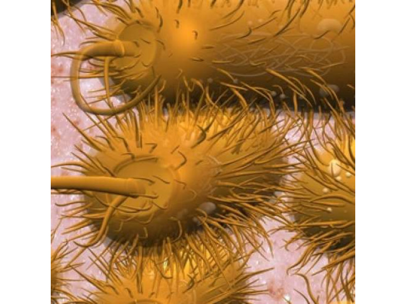 Сальмонеллез: симптомы, лечение и профилактика