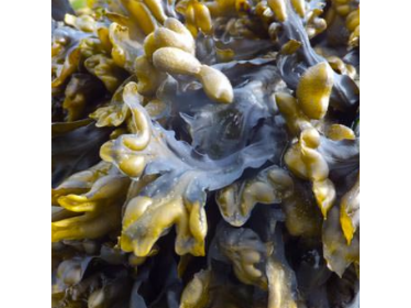 Чем полезны водоросли келп?