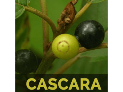 10 полезных свойств Cascara Sagrada для кожи, волос, похудения и здоровья