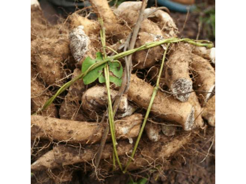 Польза дикого ямса для здоровья