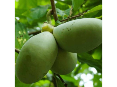 Paw Paw Cell Reg Североамериканская папайя оставляет раковые клетки