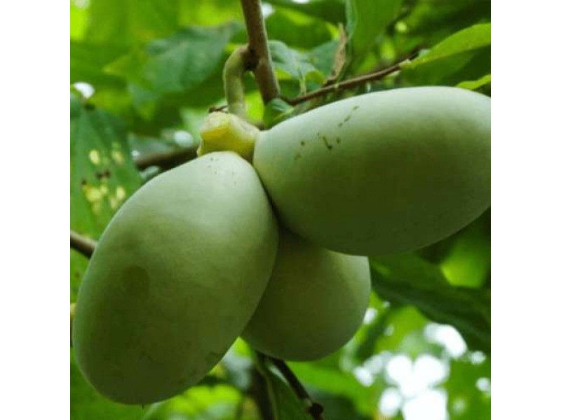 Paw Paw Cell Reg Североамериканская папайя оставляет раковые клетки