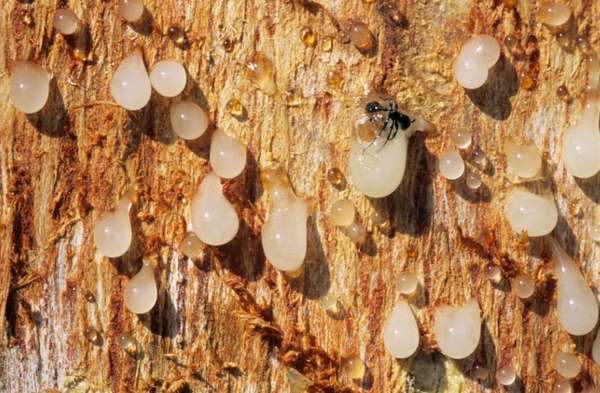 Зображення Boswellia serrata смола Фото Boswellia serrata смола
