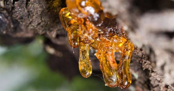 Фото Смола дерева Boswellia serrata